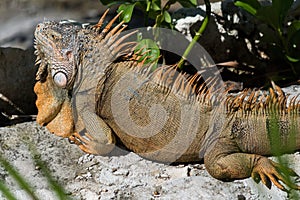 Iguana on rocks