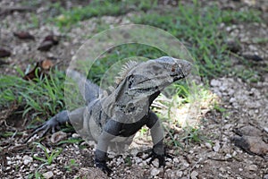 iguana on the rocks, wild nature of Yukatan