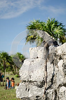 Iguana in the ruins of Tulum, Mexico