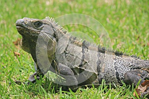 Ruins in Tulum, Mexico - Closeup of Iguana standing in grass photo