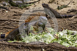 Iguana's Eating