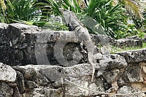 Iguana`s watchful eyes