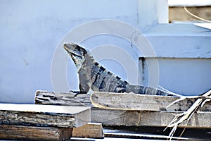 An Iguana in San Pedro, Belize