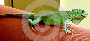 Iguana