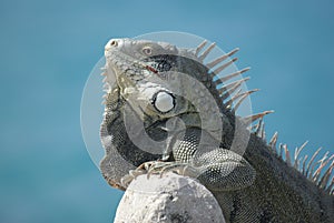 Iguana at the sea side