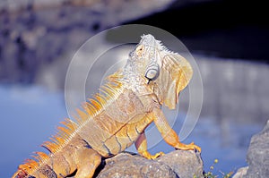 Iguana showing dewlap