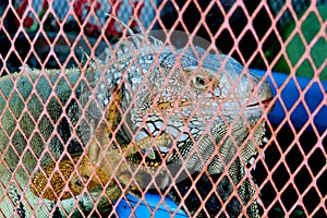 iguana shrugged in the cage. photo