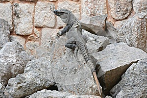 Iguana sits on the cliff near Mayan archeological site Uxmal.