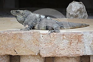 Iguana sits on the cliff near Mayan archeological site Uxmal.