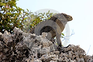 Iguana
