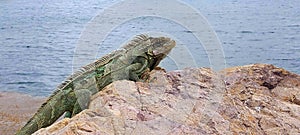 Iguana sitting on a rock next to the ocean in the virgin islands