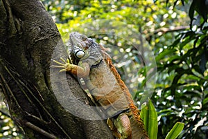 Iguana sitting on thr tree