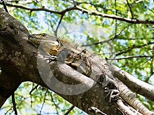 Iguana sitting on a tree branch
