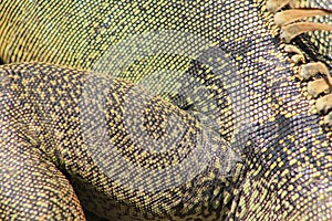Iguana skin in detail photo