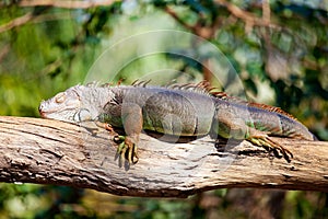 Iguana sleeping