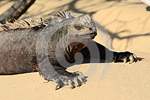 Iguana