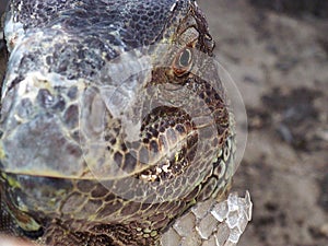Iguana sloughing photo