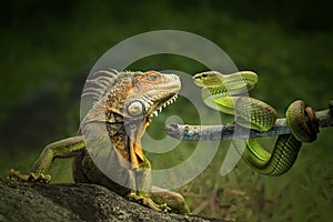 Dangerous friendship of Iguana and the Snake