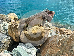 Iguana in St. Thomas,U.S. Virgin Islands