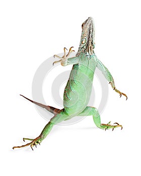 Iguana Standing Raising Hand