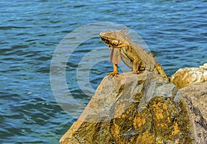 An iguana stands proud on the harbour defenses at Marigot in St Martin