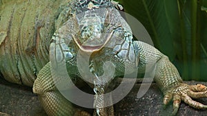 Iguana Staring At Camera