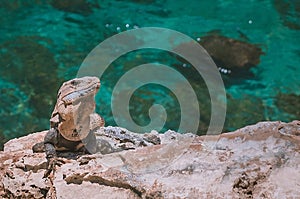 Iguana in stone in the caribbean