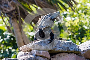 Iguana on stone pile.