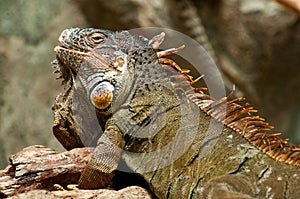 Iguana in the sun