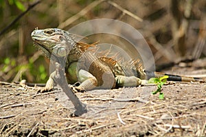 Iguana sun