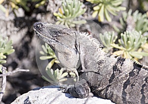 Iguana sunning on a rock, Puerto Aventuras, Mexico