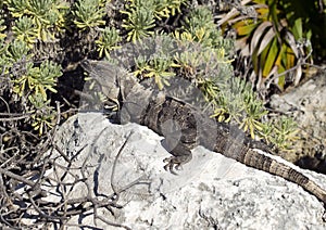 Iguana sunning on a rock, Puerto Aventuras, Mexico photo