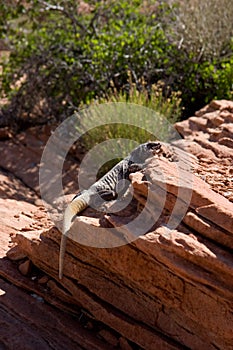 Iguana sunning on sandstone rocks, northern Arizona