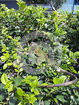 Iguana surprised us in the garden, Costa Rica