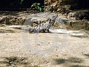 Iguana taking sun