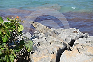 Iguana taking a sunbath