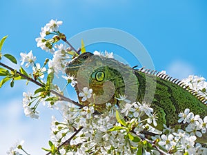 Iguana on top of a cherry tree