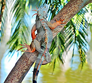 Iguana on a tree