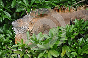 Iguana in tree