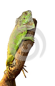 Iguana on a tree