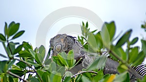 Iguana in a tree at the Anne Kolb Nature Center