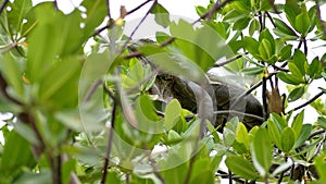 Iguana in a tree at the Anne Kolb Nature Center