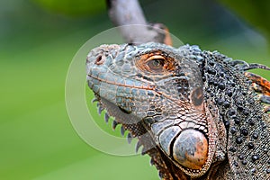 Iguana on a tree branch, red crested iguana on a tree