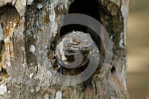 A Iguana in a tree hole, central america