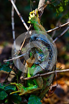 Iguana in tree