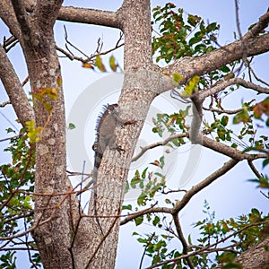 Iguana on a tree
