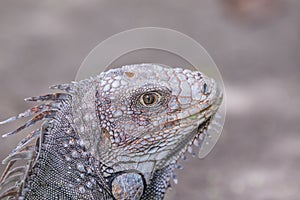 Iguana tropical animal Costa Rica photo