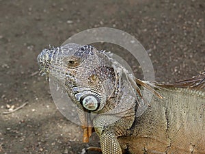 iguana, tropical climate animal with scaly skin in green colors