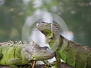 iguana, tropical climate animal with scaly skin in green colors