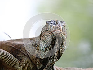 iguana, tropical climate animal with scaly skin in green colors